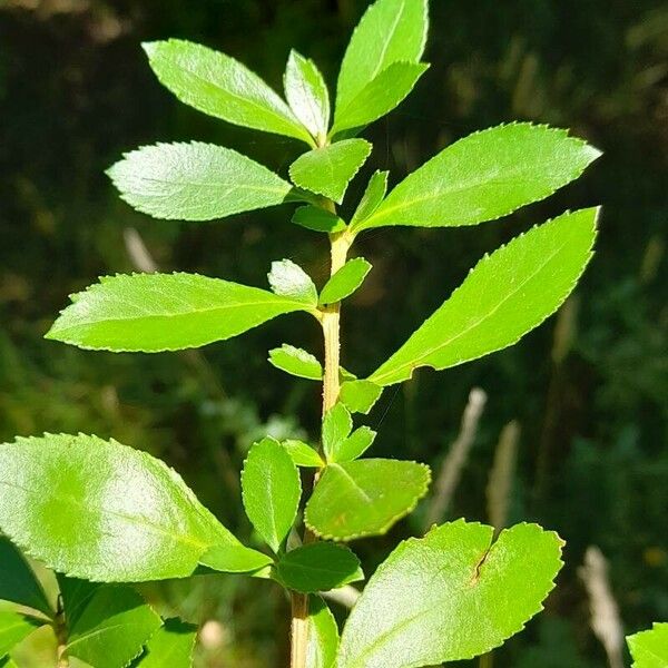 Escallonia leucantha Leaf