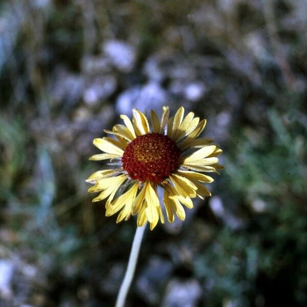 Gaillardia pinnatifida Flower