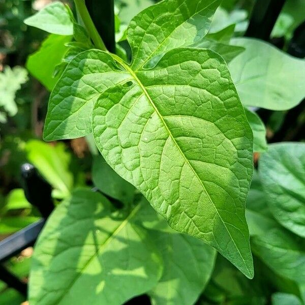 Solanum dulcamara Leaf