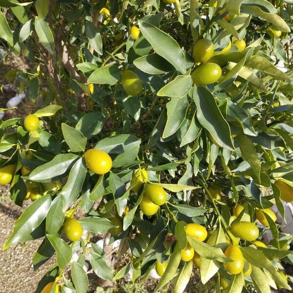 Fortunella japonica Fruit