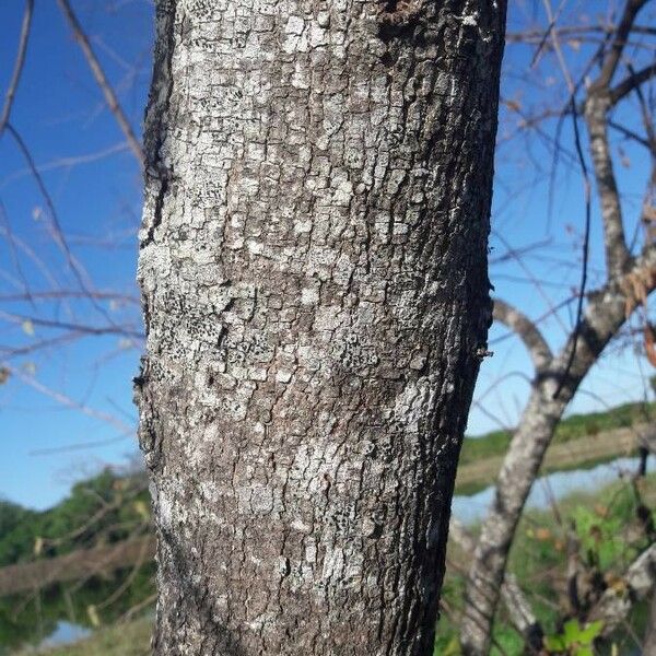 Guazuma ulmifolia Bark