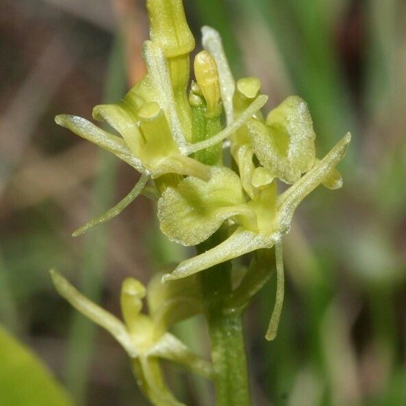 Liparis loeselii Flower