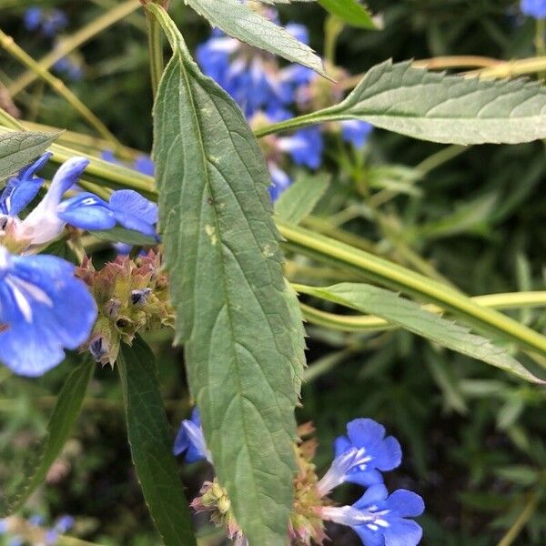 Salvia uliginosa Flower