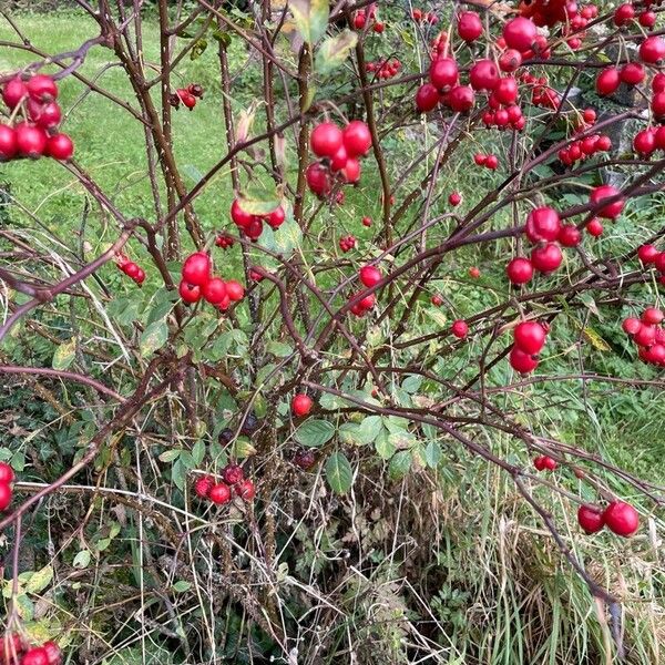 Rosa glauca आदत