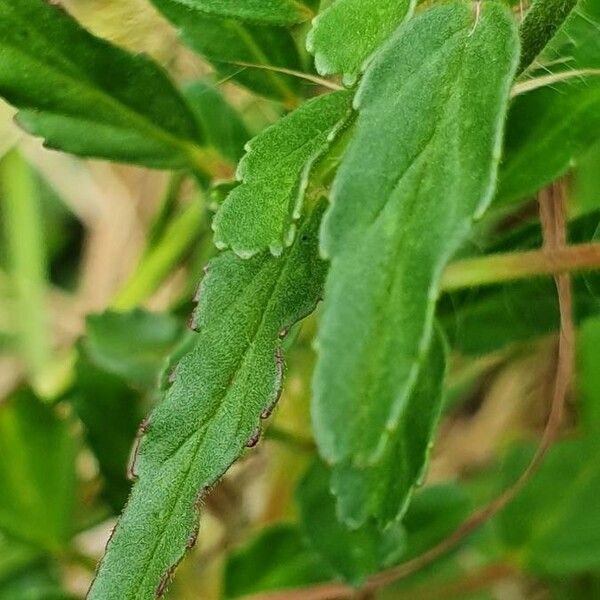 Monsonia angustifolia برگ