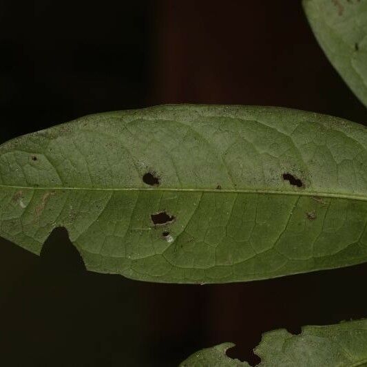 Tapura guianensis Deilen