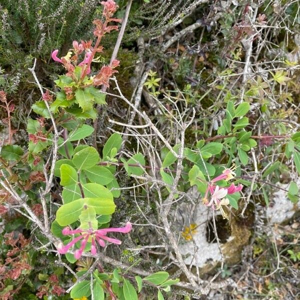 Lonicera implexa Blomst