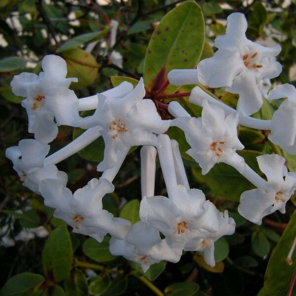 Rhododendron suaveolens പുഷ്പം
