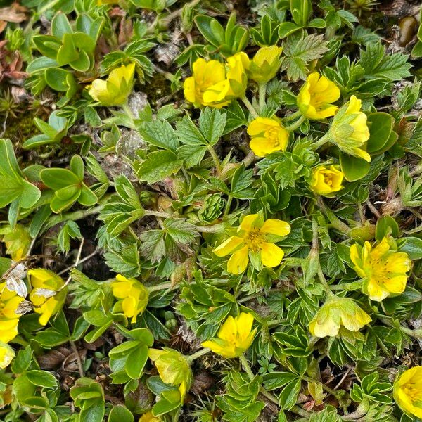 Potentilla aurea Floare