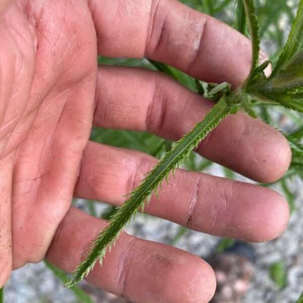 Achillea alpina برگ