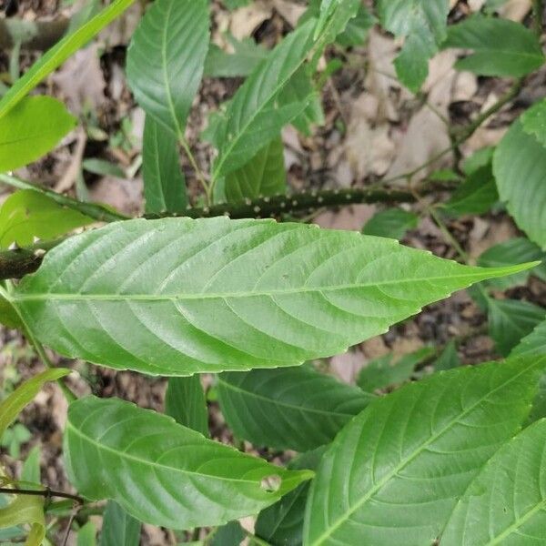 Leea indica Leaf