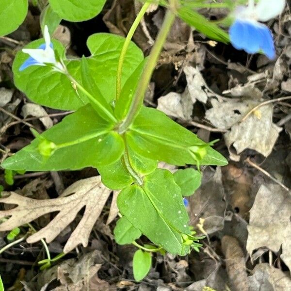 Collinsia verna Лист