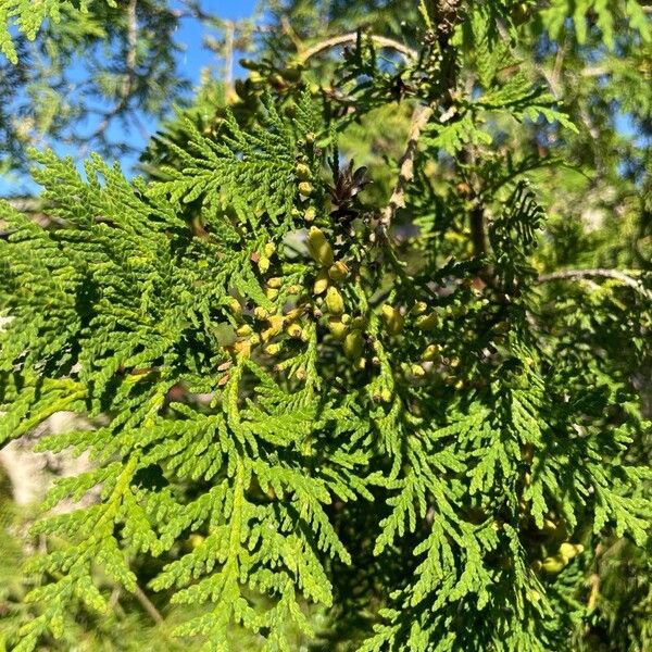 Thuja occidentalis Frutto