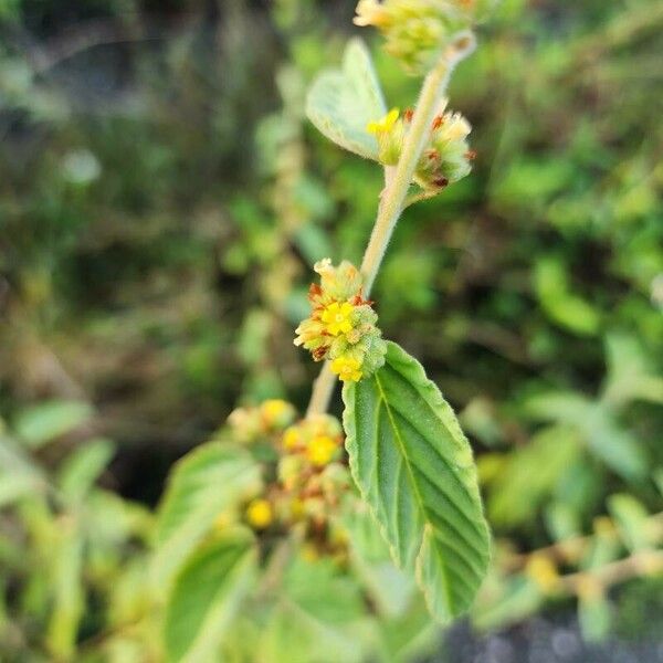 Waltheria indica പുഷ്പം