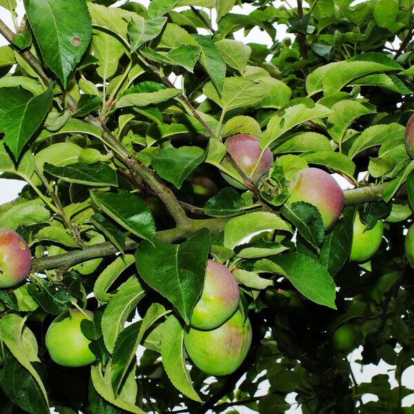 Malus domestica Fruto