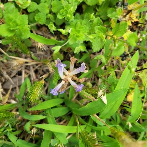 Astragalus lindheimeri Цветок