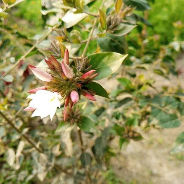 Jasminum multiflorum Flower