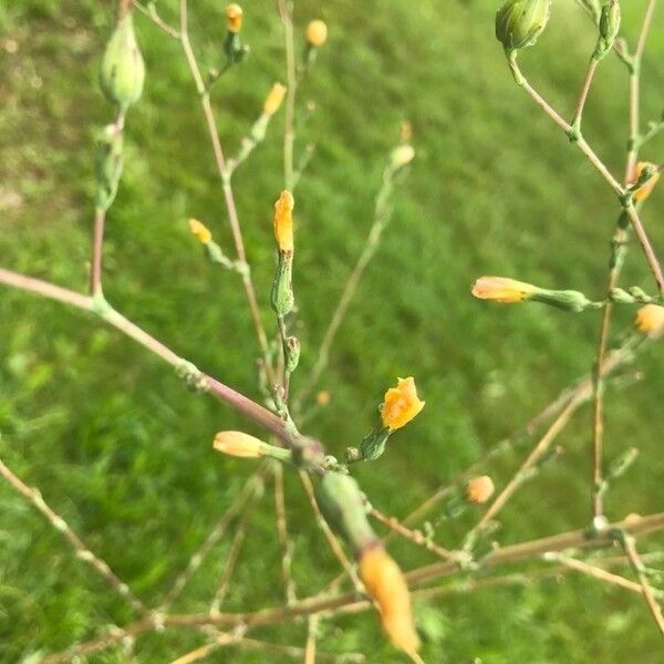 Lactuca canadensis ফুল