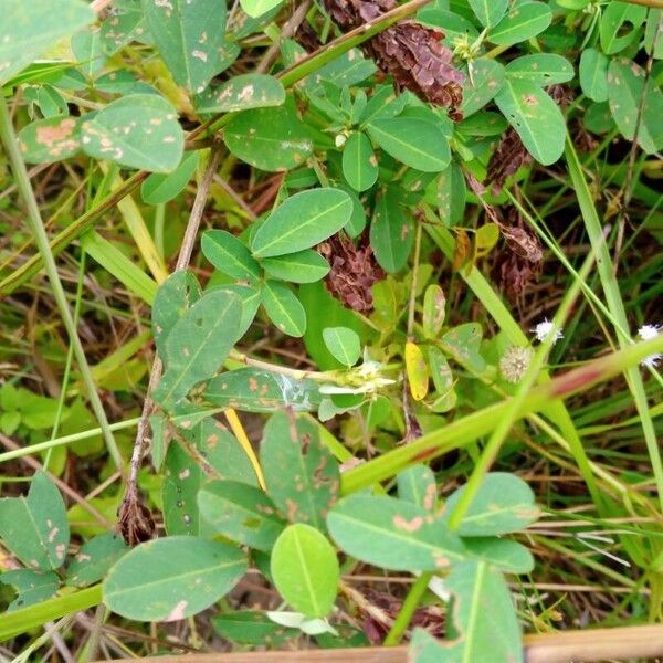 Grona heterocarpos Leaf