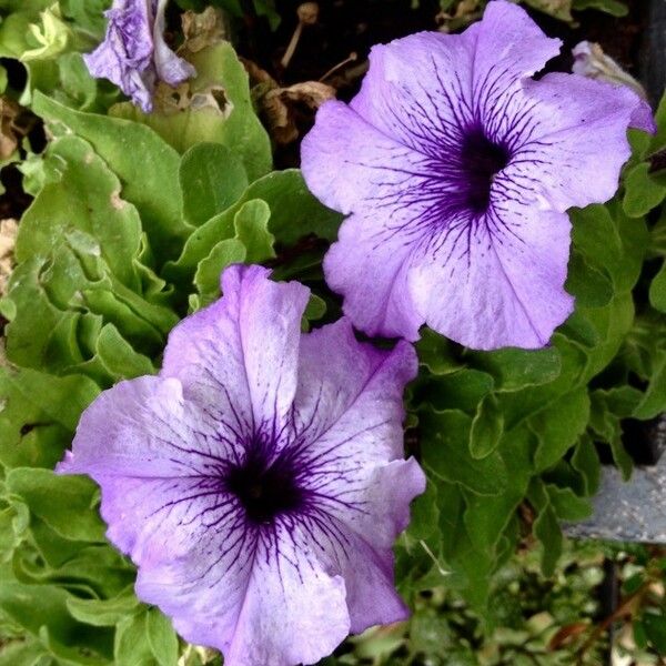 Petunia × atkinsiana Flower