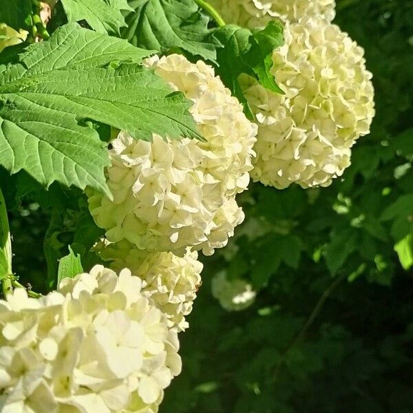 Viburnum opulus Floro