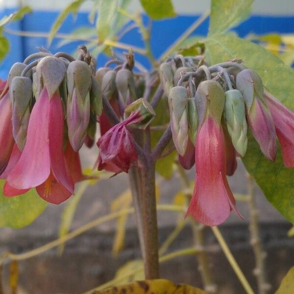 Kalanchoe delagoensis Žiedas