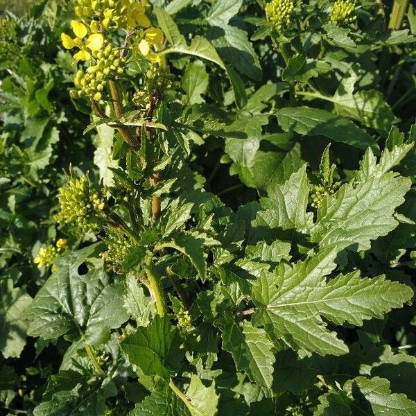 Draba muralis Leaf