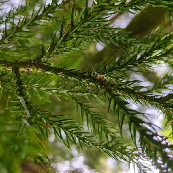 Cryptomeria japonica Leaf