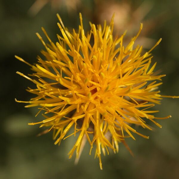 Centaurea acaulis Flor