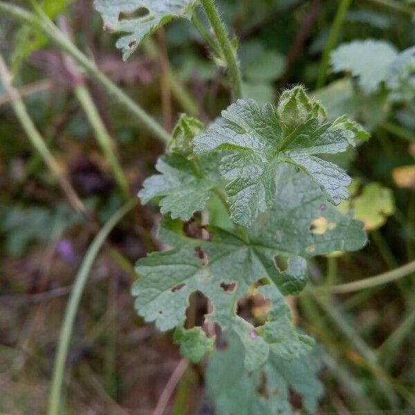 Malva alcea Ліст