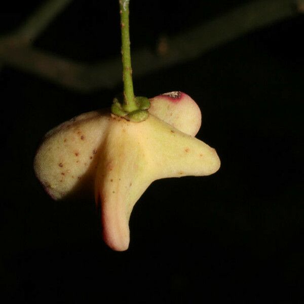 Euonymus atropurpureus Celota