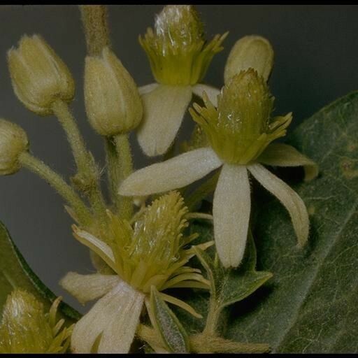 Clematis ligusticifolia Flor