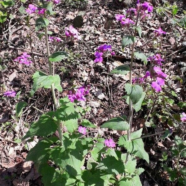 Lunaria annua 形態