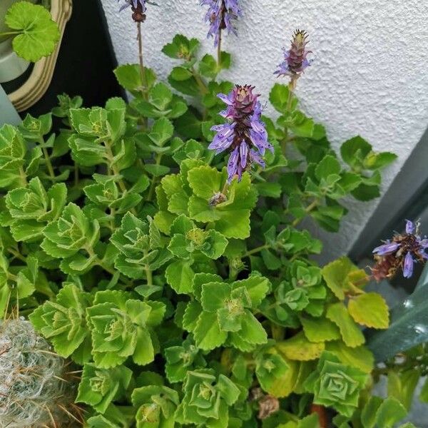 Plectranthus amboinicus 葉