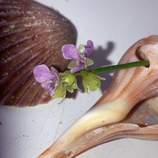 Murdannia nudiflora Lorea