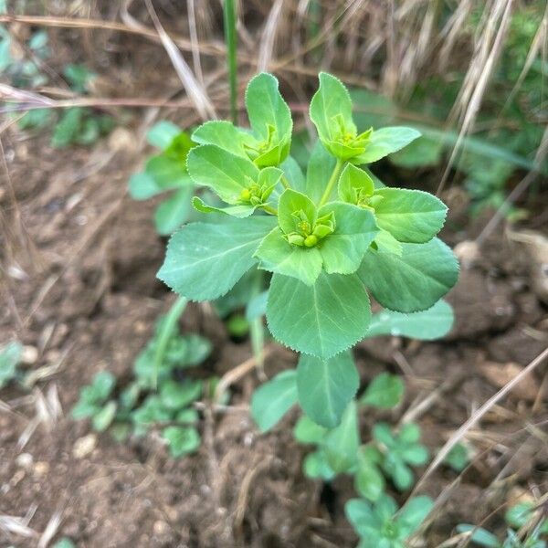 Euphorbia helioscopia Kwiat