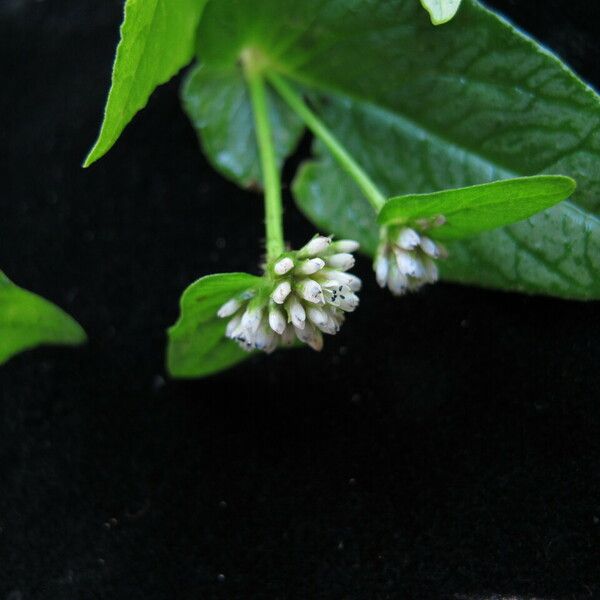 Persicaria nepalensis Hábito