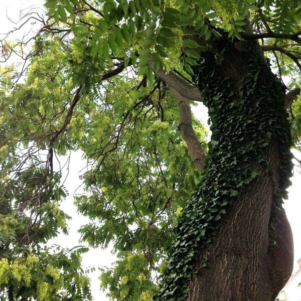 Ailanthus altissima Bark