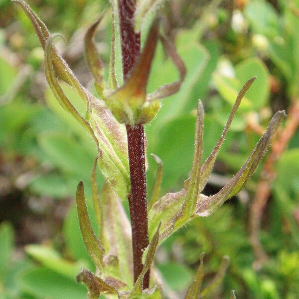 Castilleja parviflora Casca