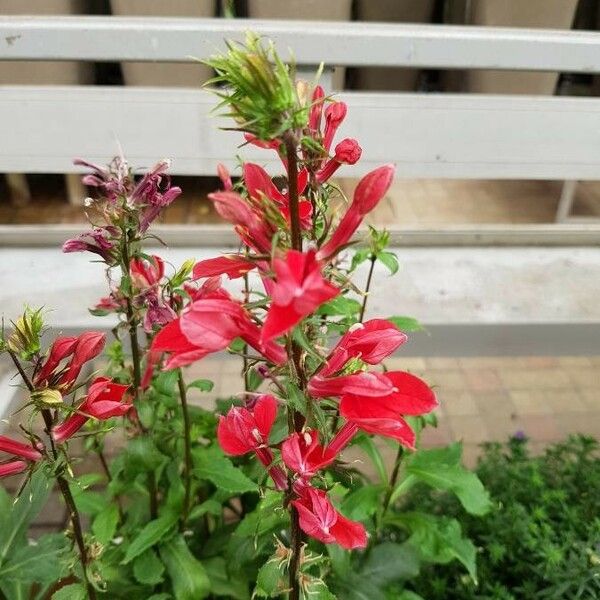 Lobelia cardinalis Flor