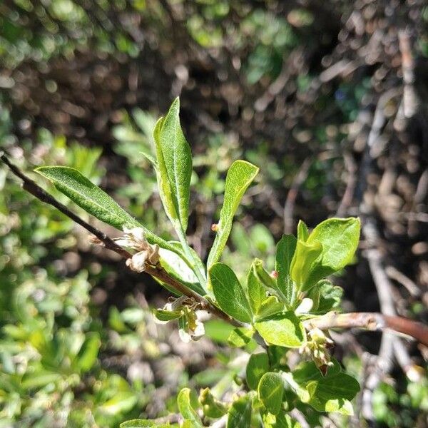 Salix commutata 葉