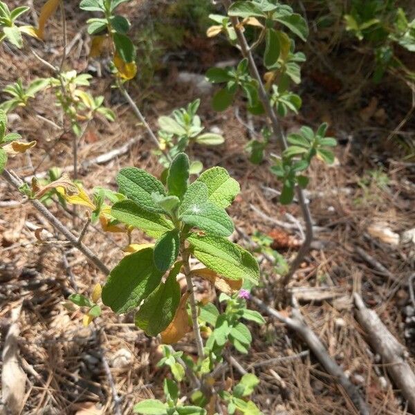 Cistus × incanus ഇല