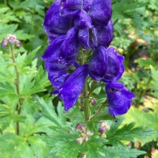 Aconitum napellus Cvet