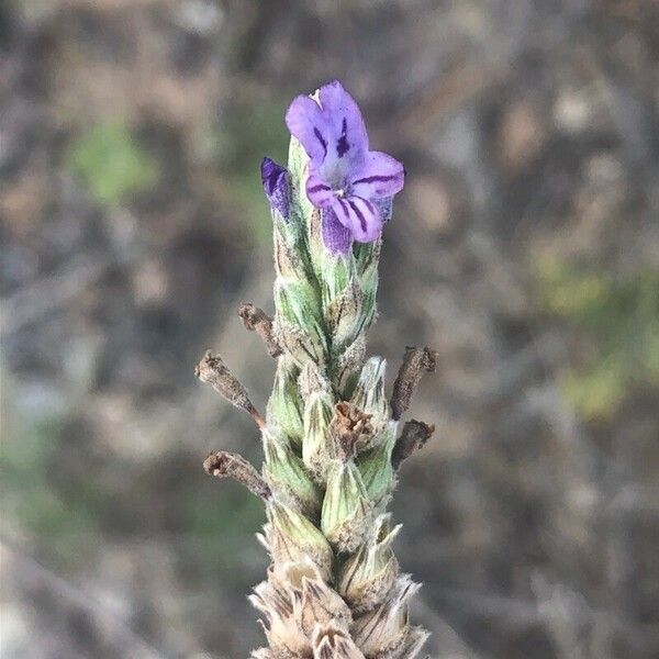 Lavandula multifida Kukka