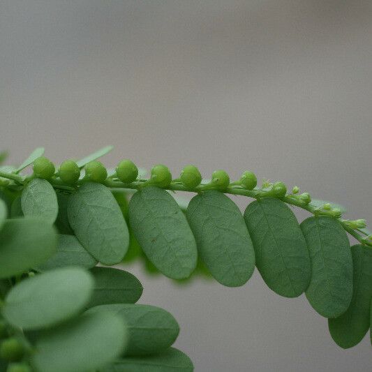 Phyllanthus amarus ᱥᱟᱠᱟᱢ