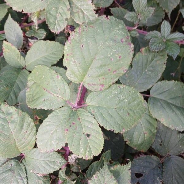 Rubus ulmifolius Blad