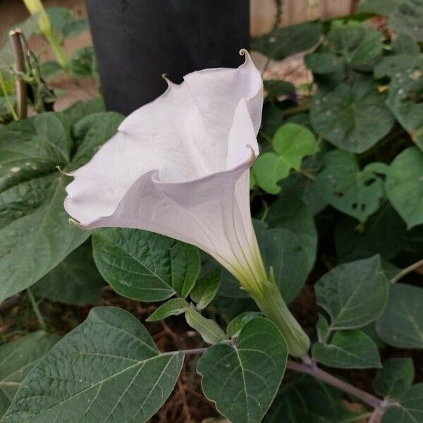 Datura innoxia Květ