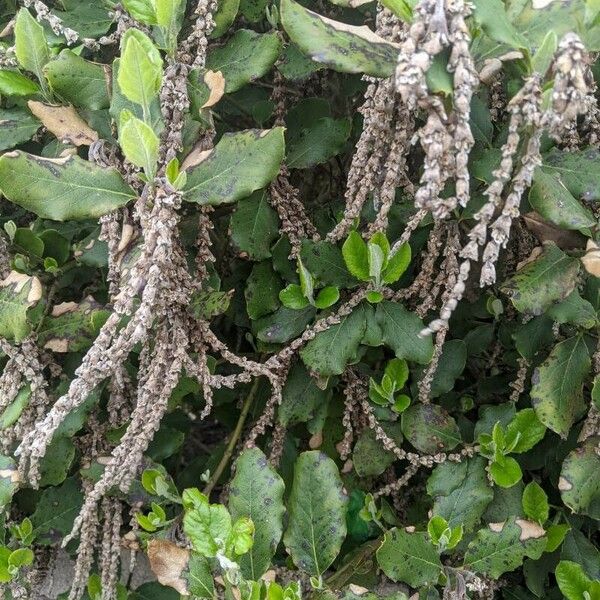 Garrya elliptica फूल