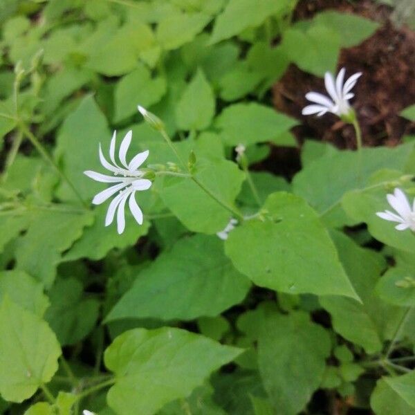 Stellaria nemorum Цветок