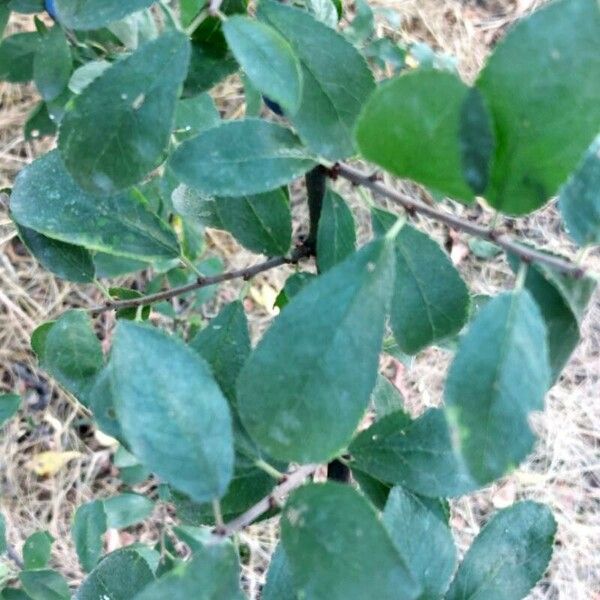 Prunus spinosa Feuille